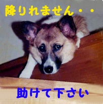 おりれなぁ〜いつ.jpg