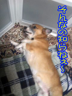 しらね~02.jpg
