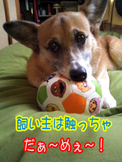 だからわたしませんよだ1.jpg