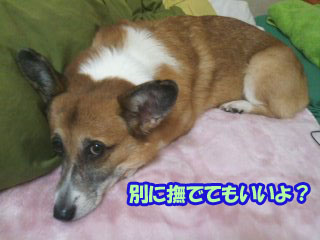 どうせそれくれないんでしょ?~01.jpg