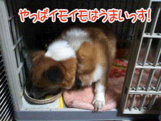 イモいもを食すこぎ~03.jpg