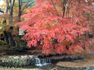 駅前の紅葉~01.jpg