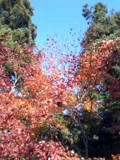 紅葉2008~01.jpg