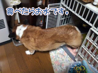 食べたらお水03.jpg
