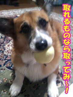 僕の愛するピコピコボール♪~01.jpg